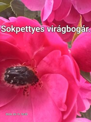 Sokpettyes virágbogár