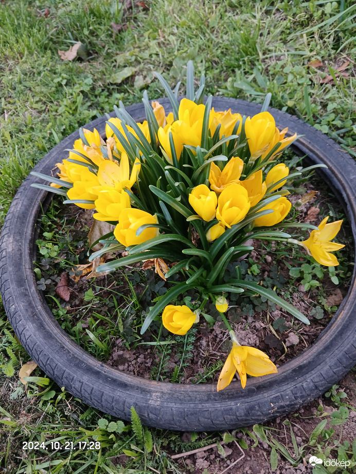 Október közepén virágzik a crokus