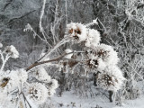 2019.01.12 Tokaj Nagy Kopasz hegy 11-12 cm hó