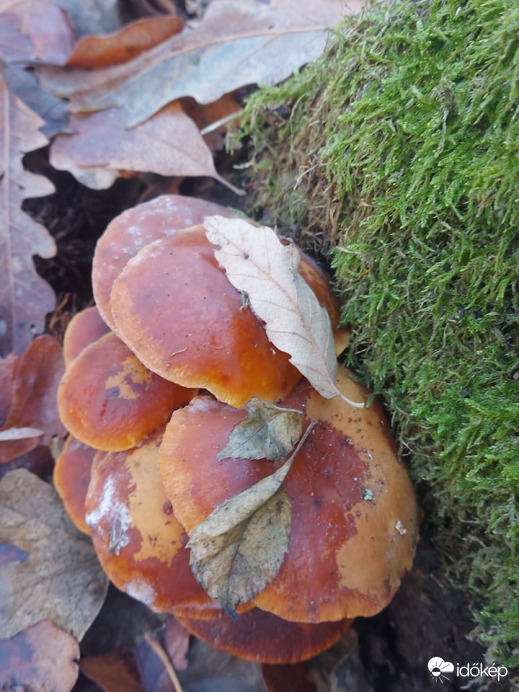 téli fülöke Pilisben