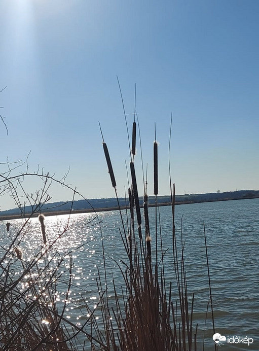 réti halastavak,Naszály