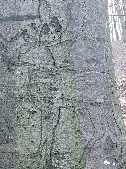 Vértesben a csoda szarvas:)