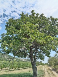lakatildi fotója
