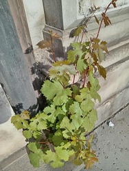szölő