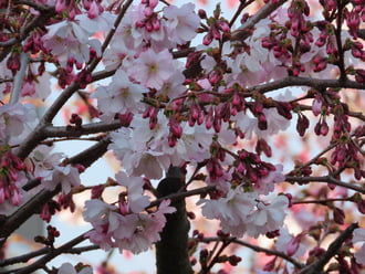 Virágzik a Japán díszcseresznye