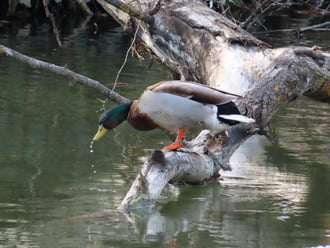 Vizet merítek a tollászkodáshoz!