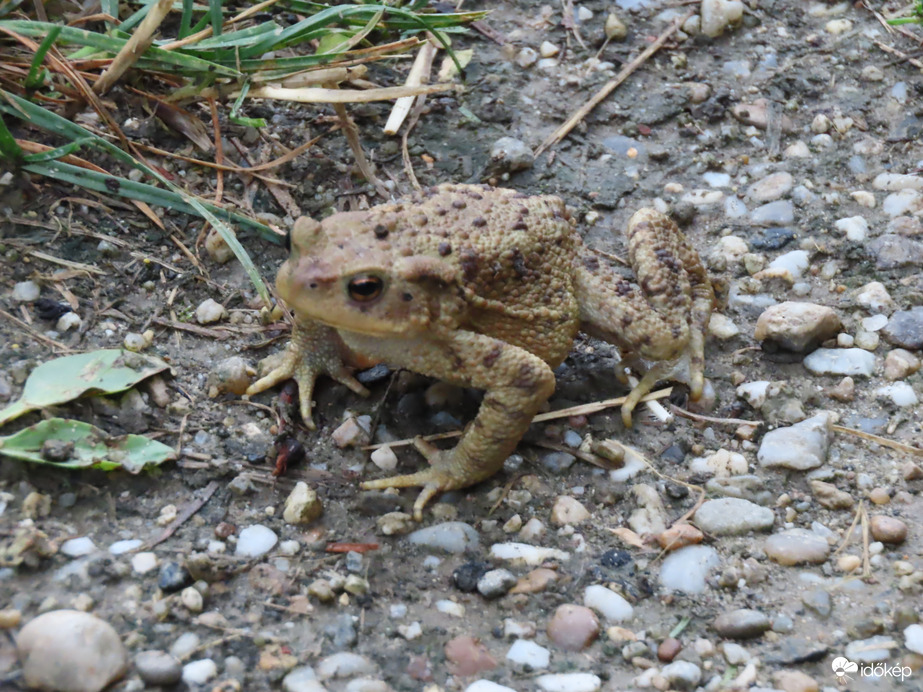 Ugráshoz felkészülni!