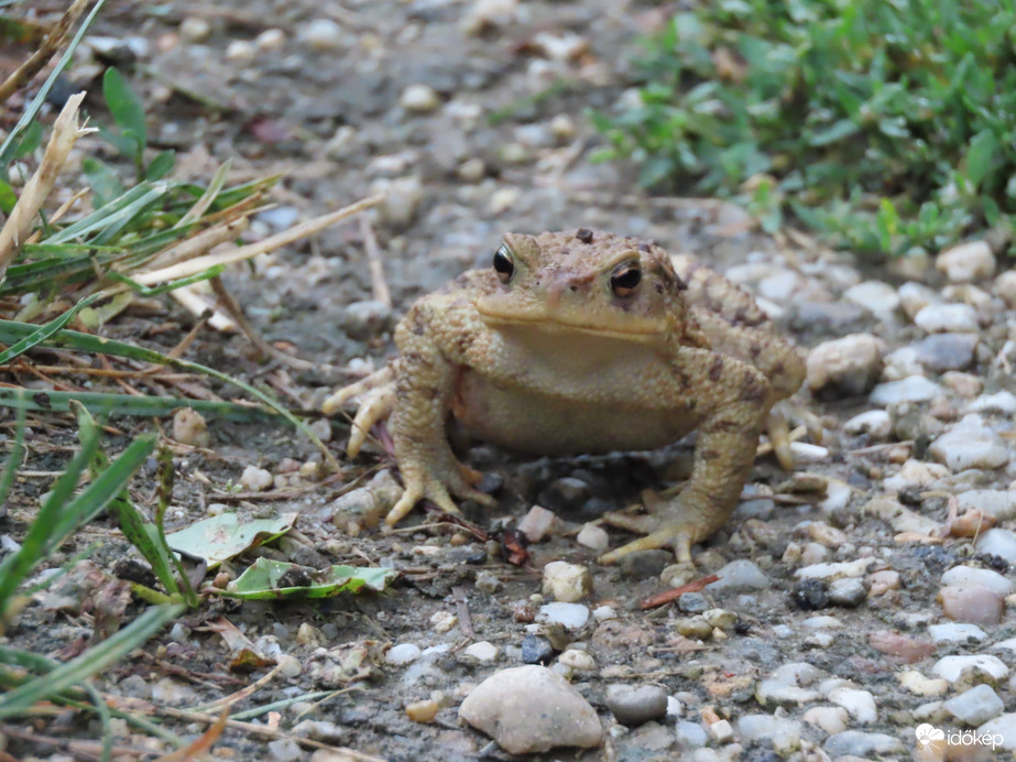 Szemeztünk egymással!