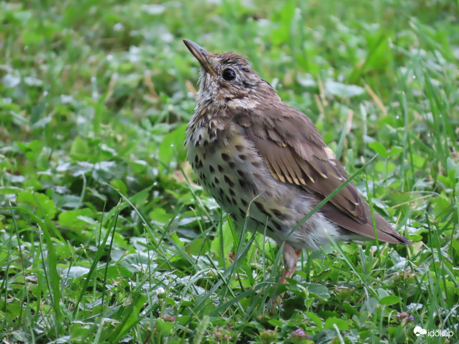Mama! Hogy jutok fel hozzád?
