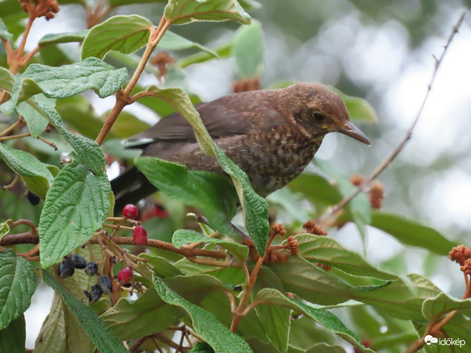 Szüretelni jöttem!