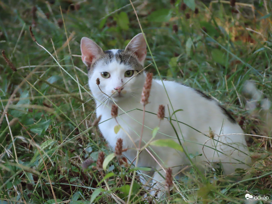Fotós! Mit keresel az én területemen?