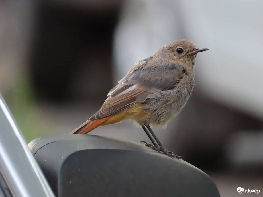 Visszapillantóról pillantok vissza