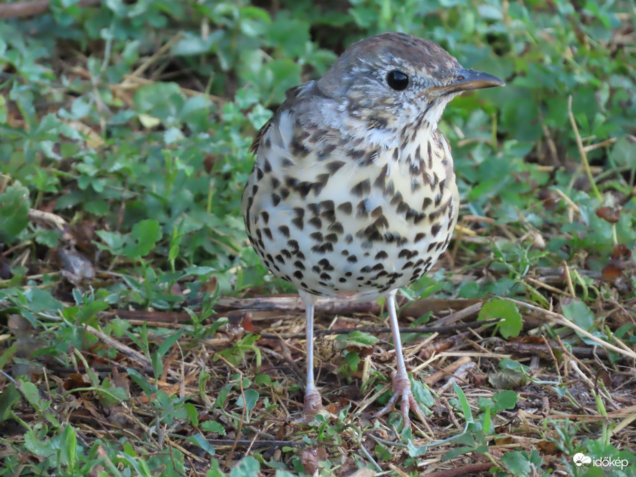 Ugye milyen szép vagyok?