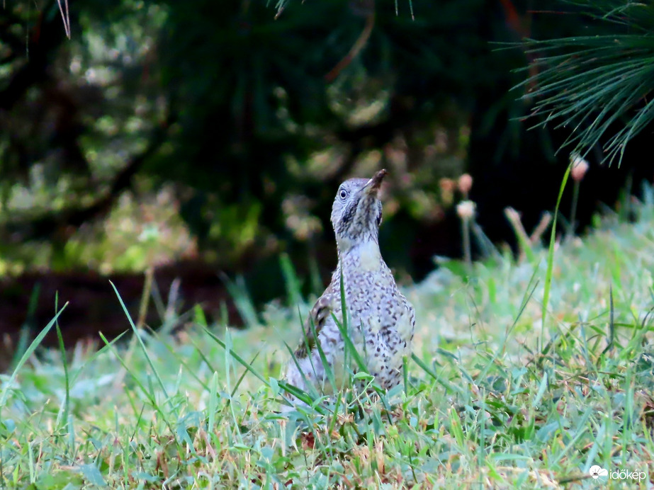 Valaki figyel engem?