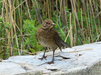 Kíváncsiskodó fiatal Fekete rigó