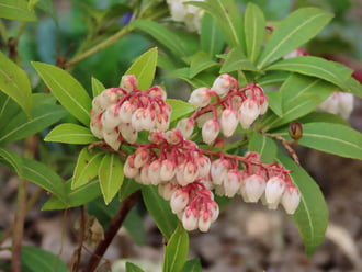 Tegnap még szépek voltak a virágok