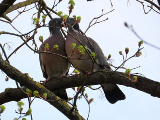 Szerelmes Örvös galambok