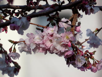Virágzik a Japán díszcseresznye