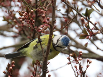 Kék cinege a Vadcseresznyén
