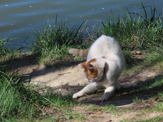 Itt láttam valamit!