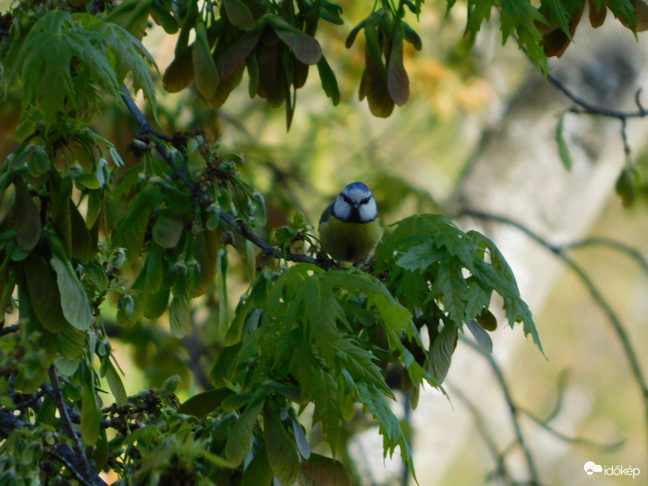 Már megint az ablakból nézel?