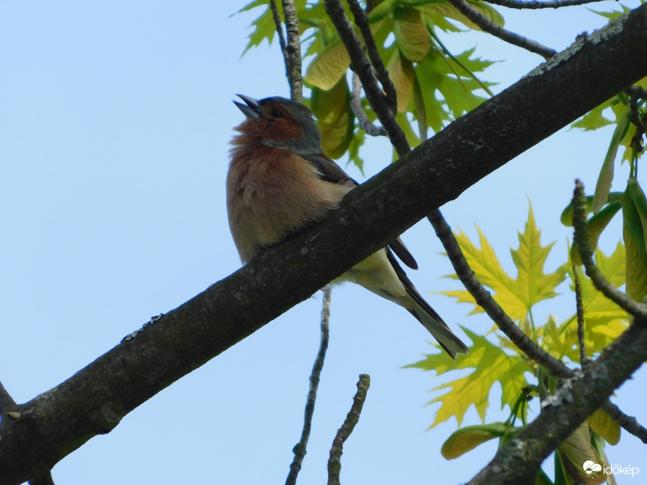 Vidáman fütyörészek