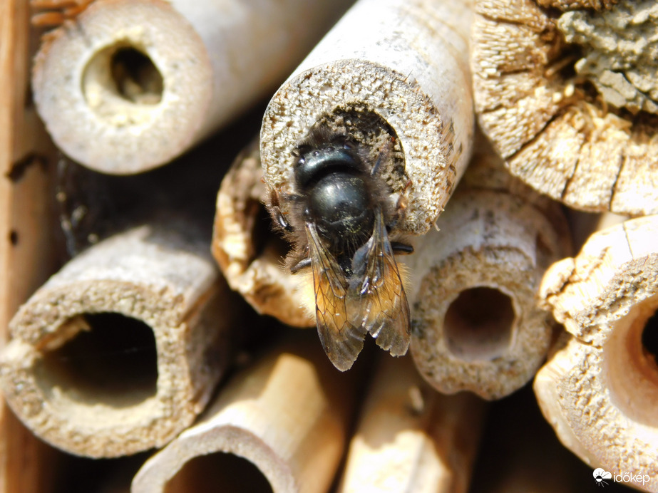 Nagy a forgalom a rovarhotelben