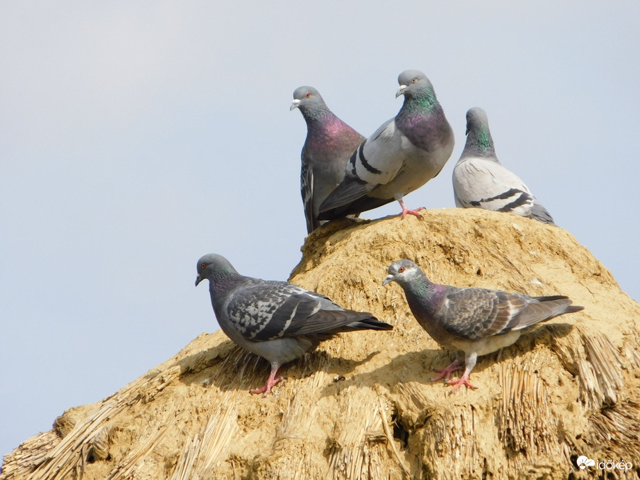 Körülnézünk a háztetőről