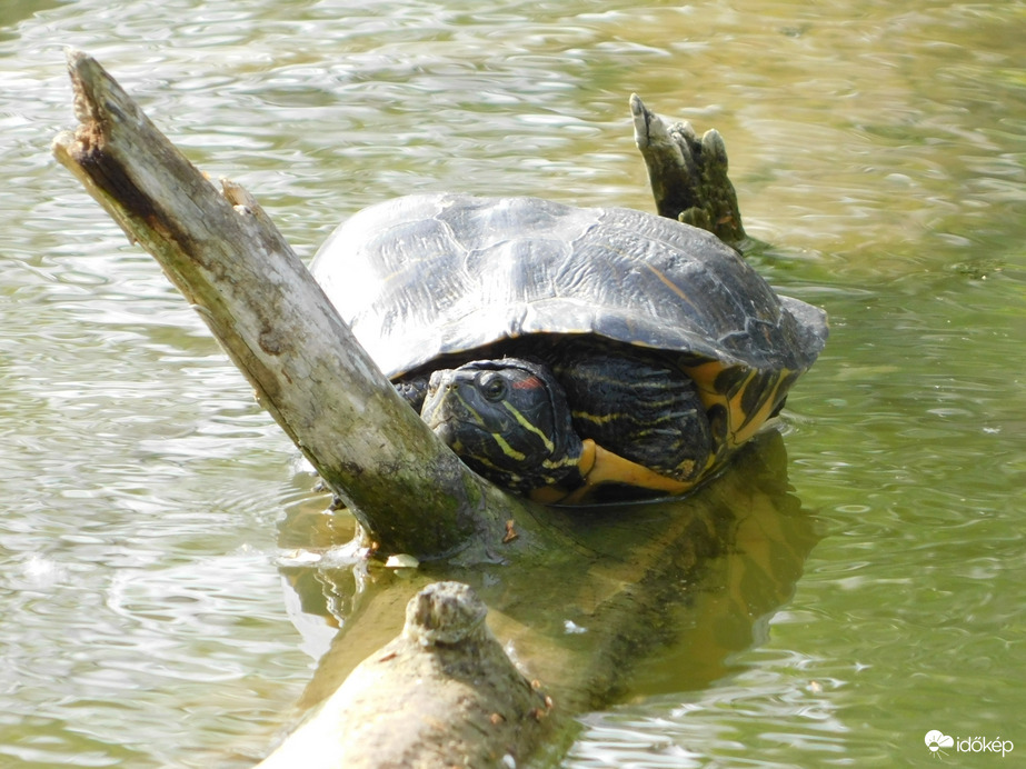 Sütkérezek, míg lehet