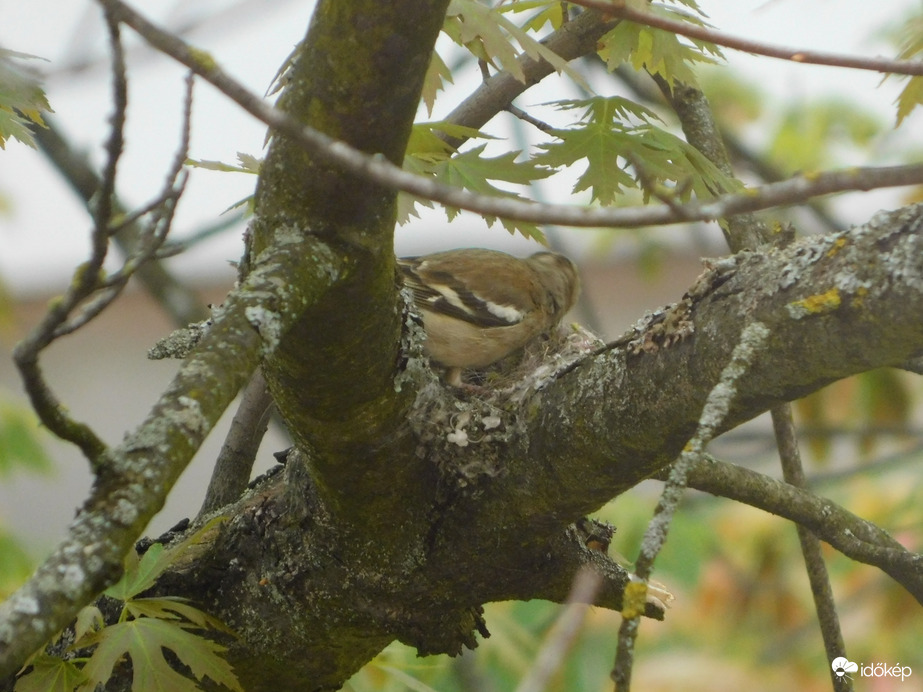 Fészeképítés az ablakkal szemben lévő fán