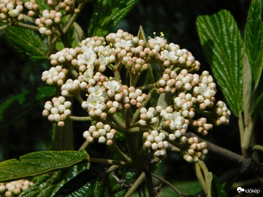 Ráncos levelű bangita
