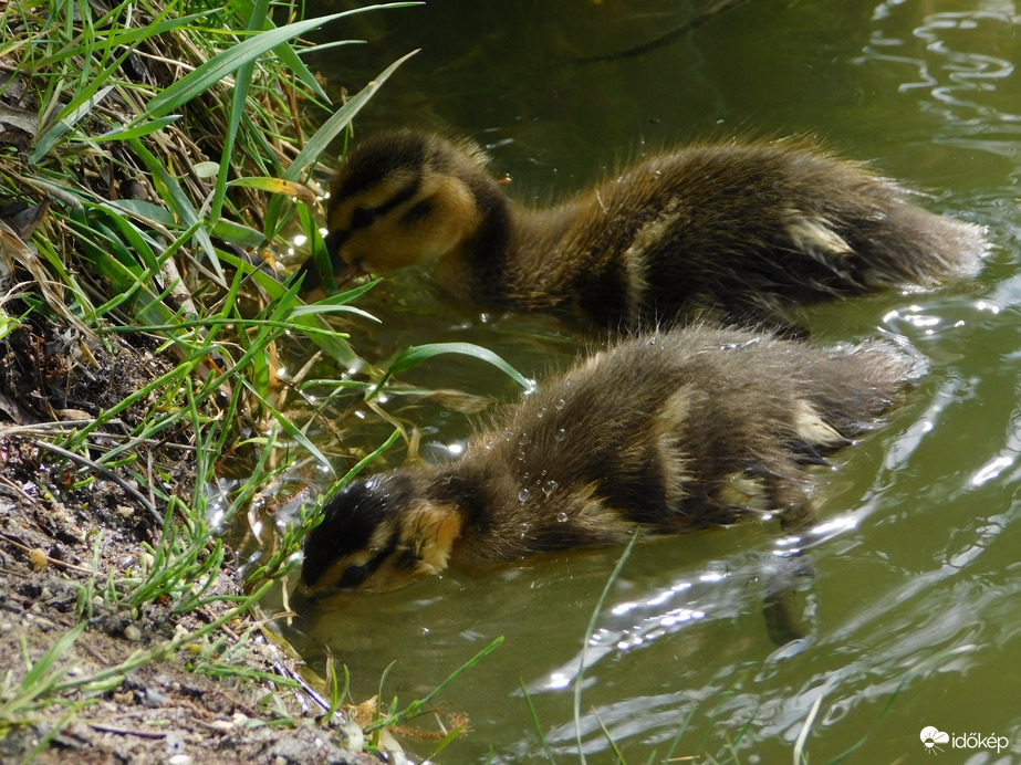 Mi még csipegetünk