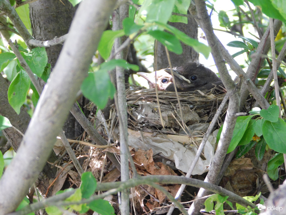 Mi félősek vagyunk!