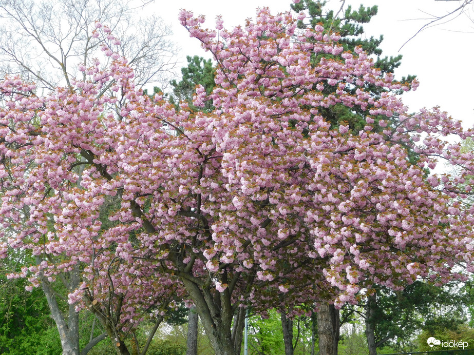 Virágtól roskadozva