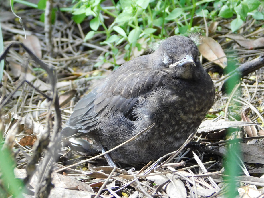 Én a bokor alatt szundikálok