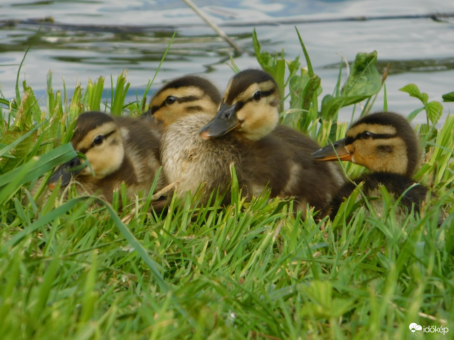 Pihenő úszás után