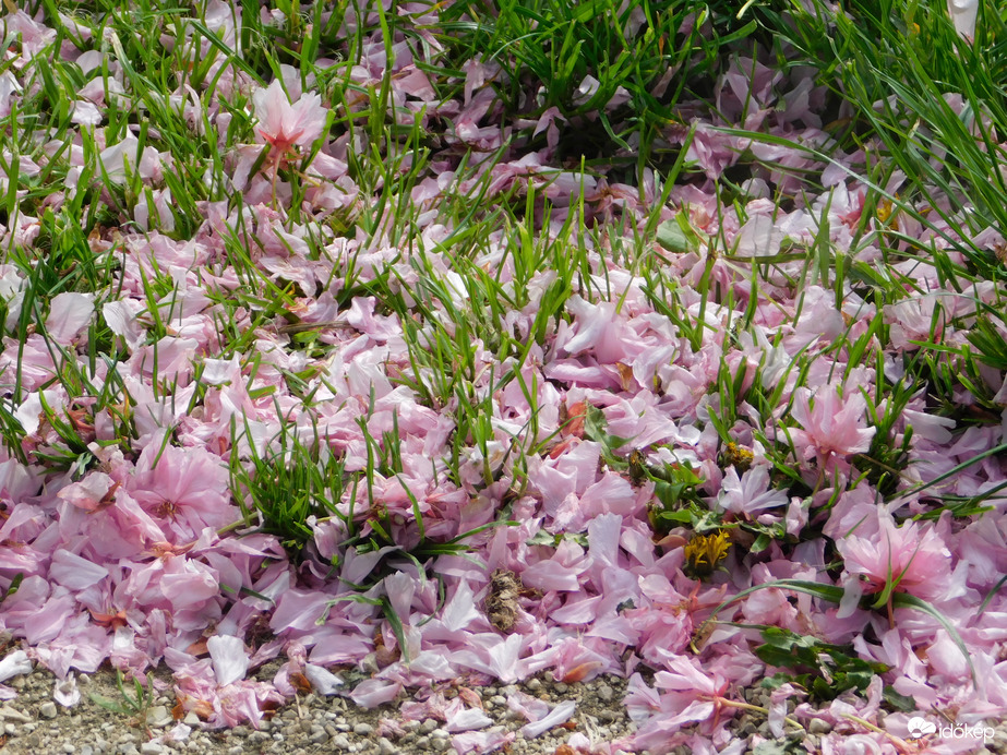 Szirmokkal telehintve