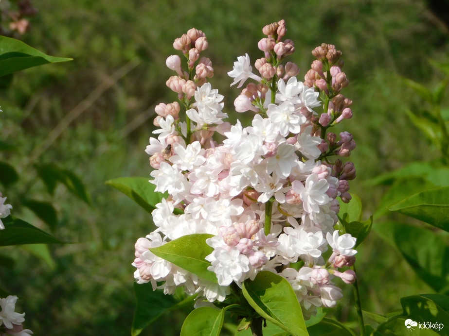 Dupla szirmú orgona