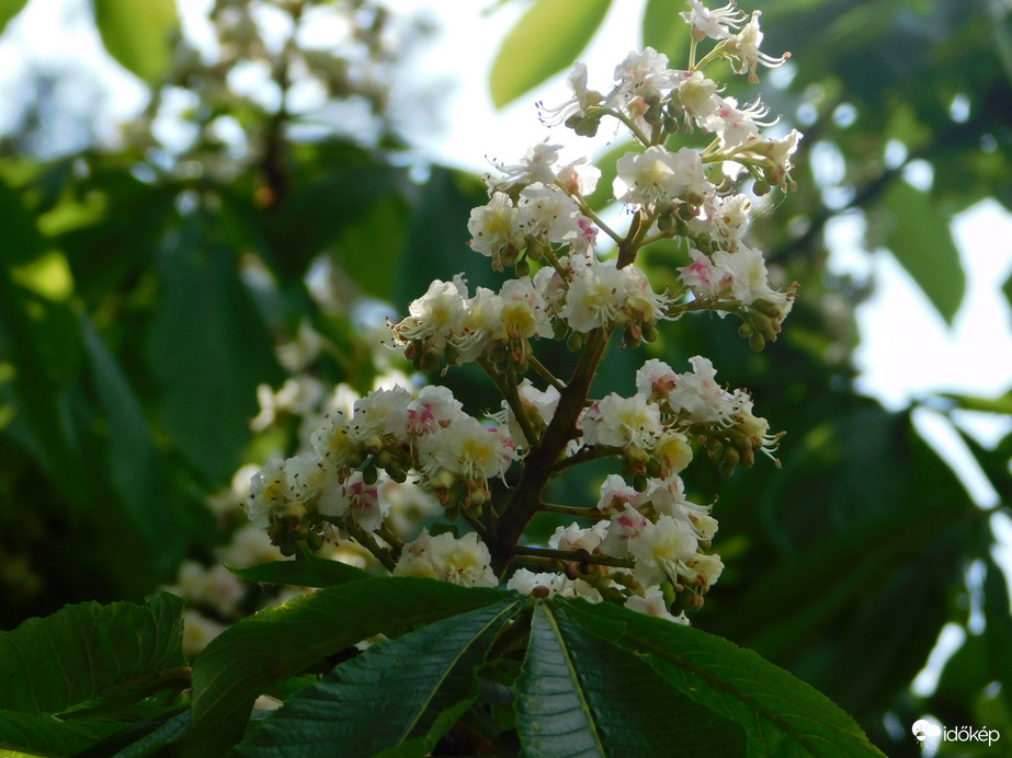 Vadgesztenye virága
