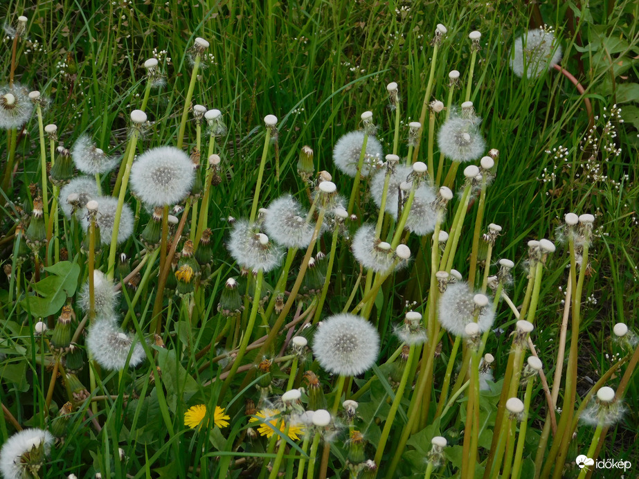 A többit elfújta a szél