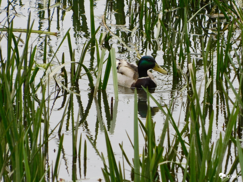 Tőkés réce az Aranypatakon