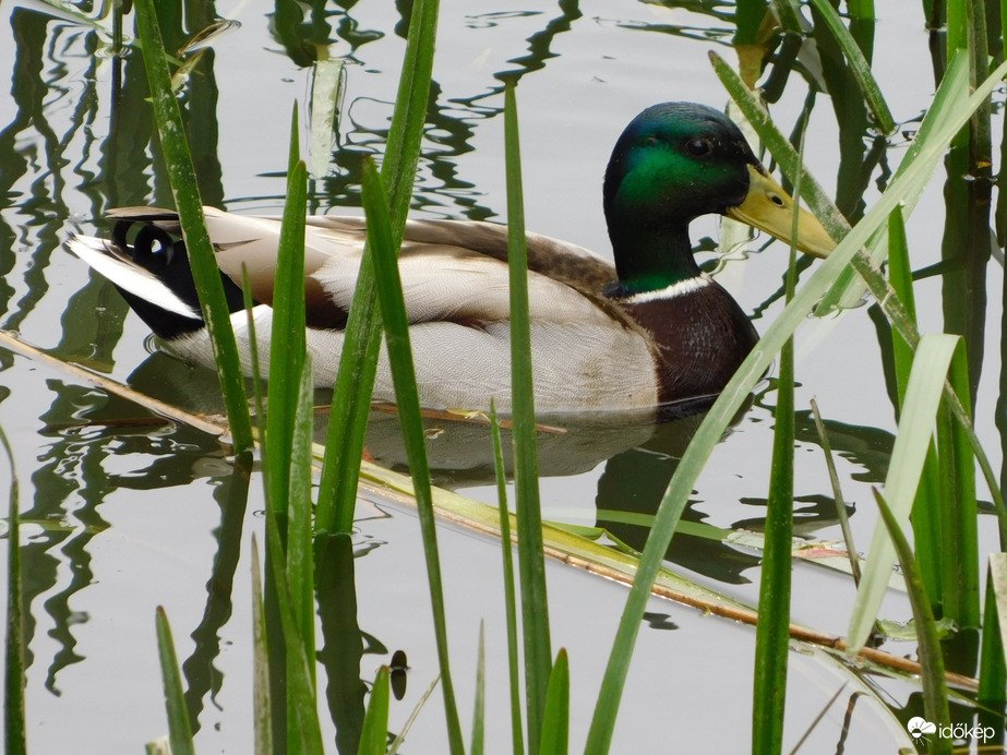 Tőkés réce az Aranypatakon