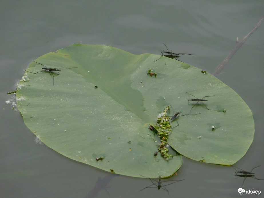 Levélen megpihenő vízen futkosók