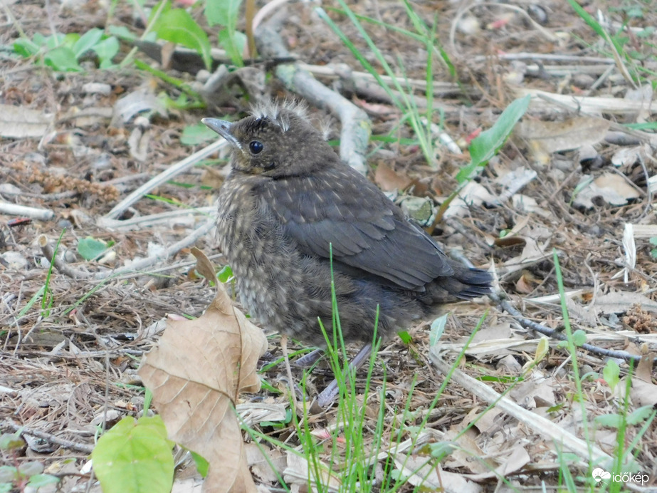 Látod? Még pelyhes fióka vagyok!