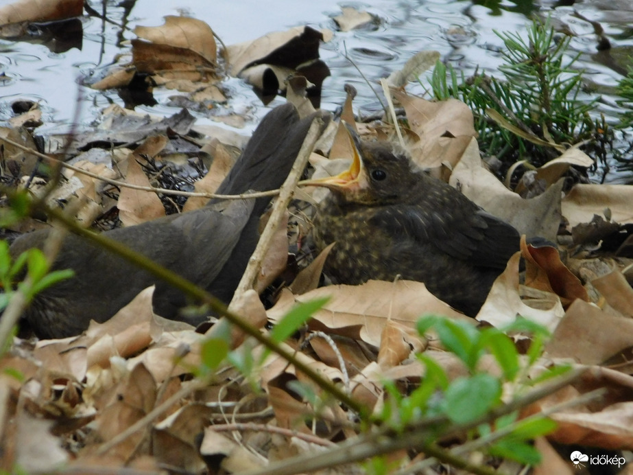 Éhes vagyok. Kérem már a falatot!