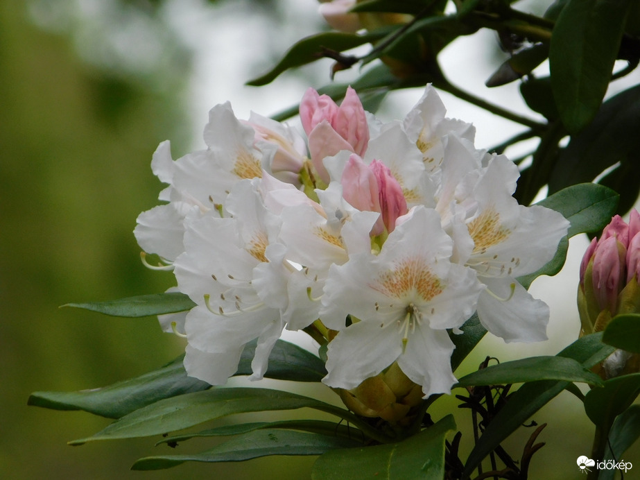 Rododendron virága