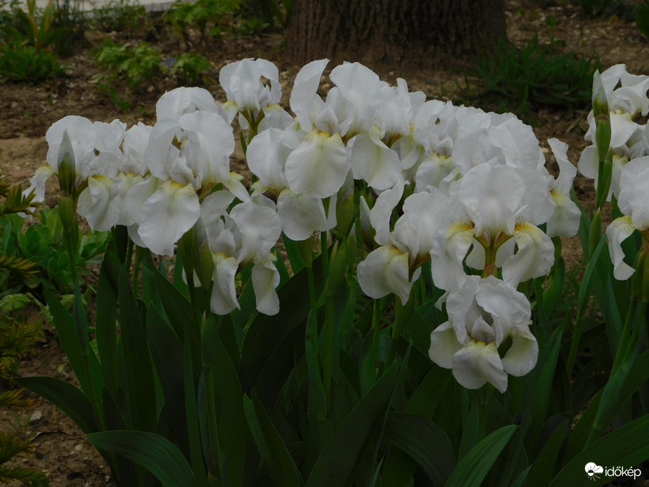 A Sportliget újabb virágai