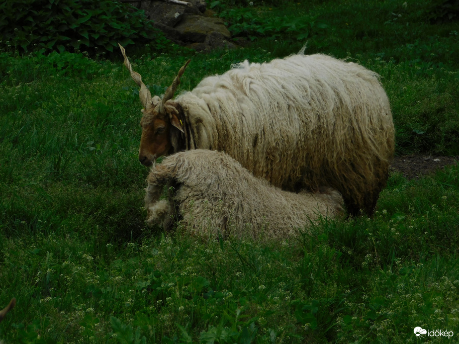 Még kell az anyatej!