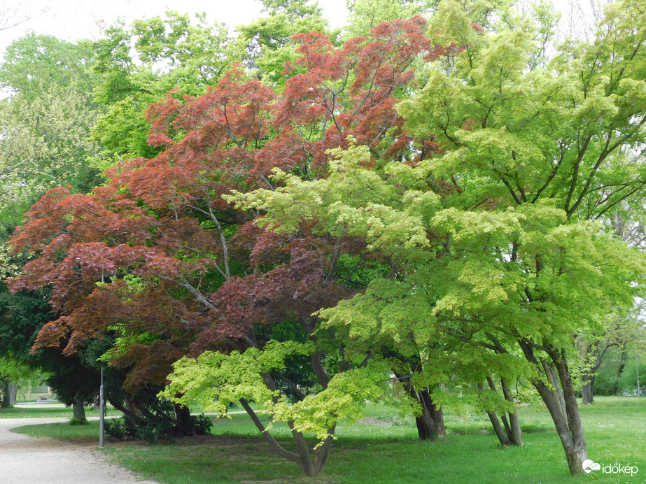 Lombosak a sziget fái
