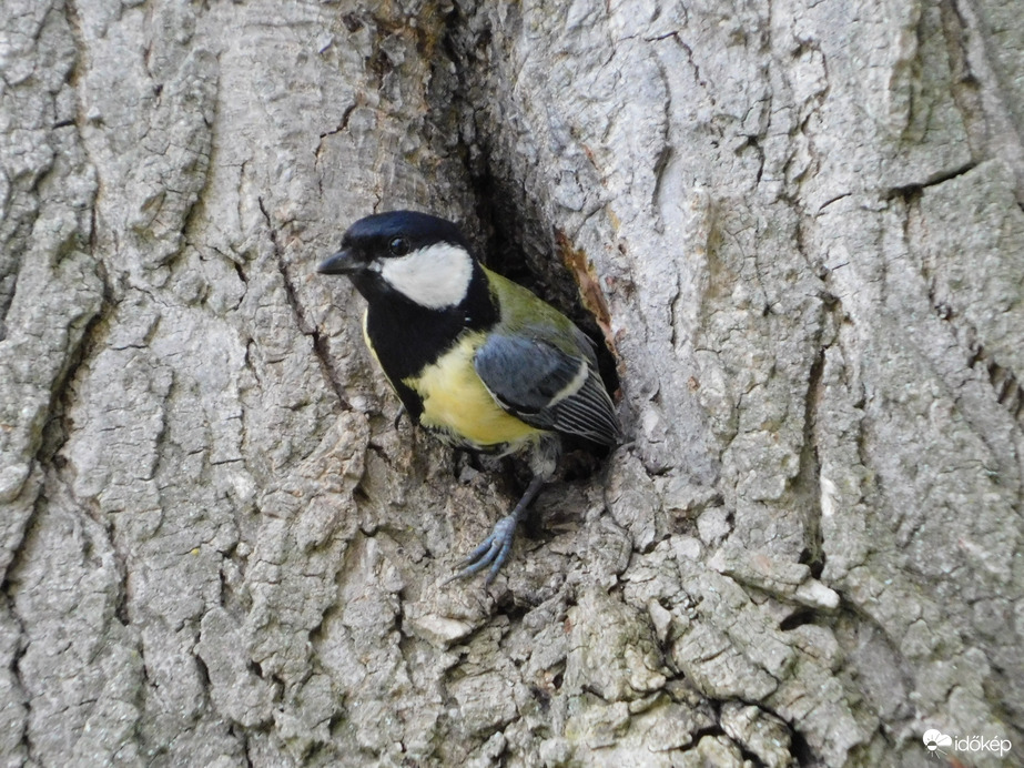 Cinegééknél is nagy a jövés-menés